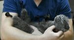 rusyada kediye protez pati takıldı